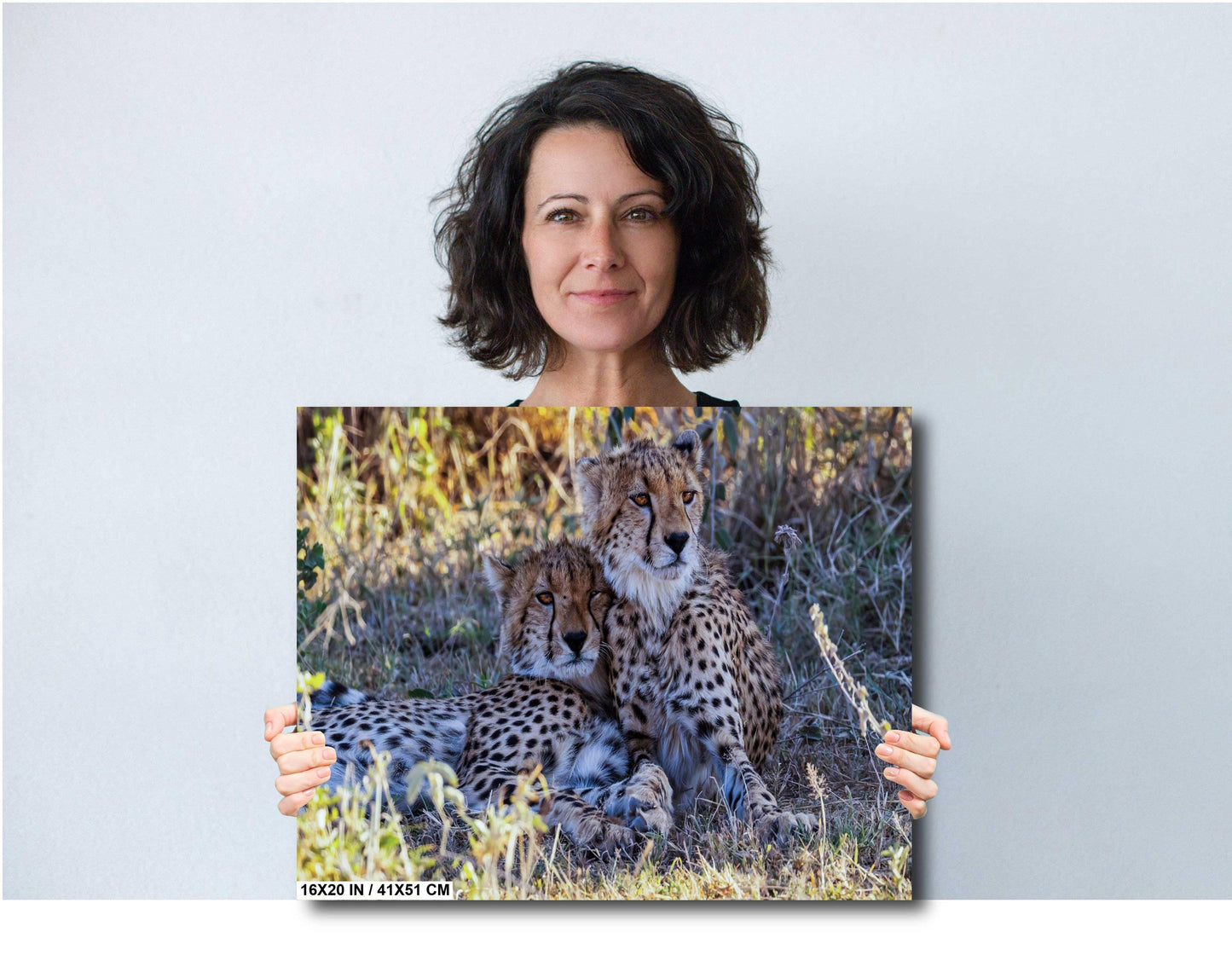 Cheetahs relaxing from the heat in Amboselli Africa Kenya national park canvas print metal print wall art
