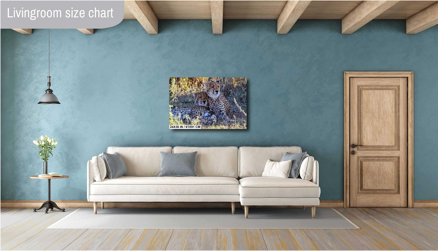 Cheetahs relaxing from the heat in Amboselli Africa Kenya national park canvas print metal print wall art