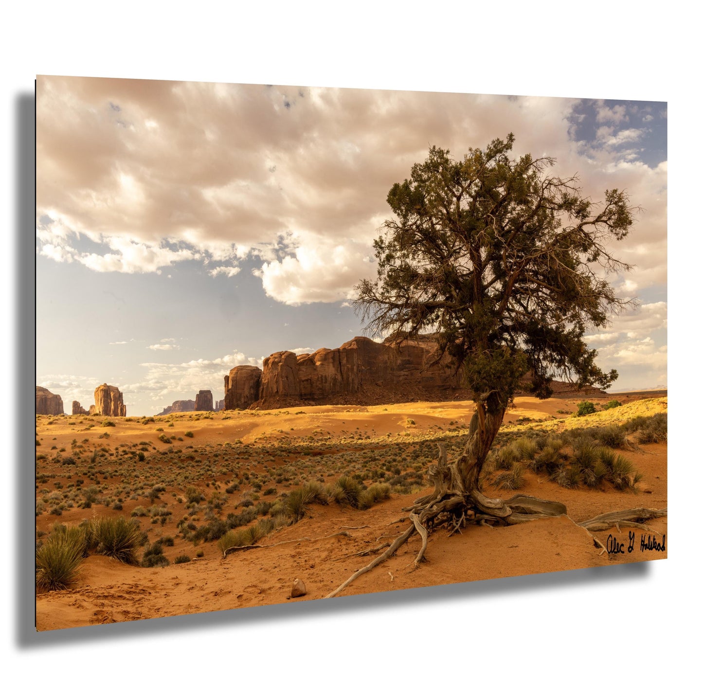 Desert tree amongst the buttes Monument Valley wall art canvas acrylic and metal prints
