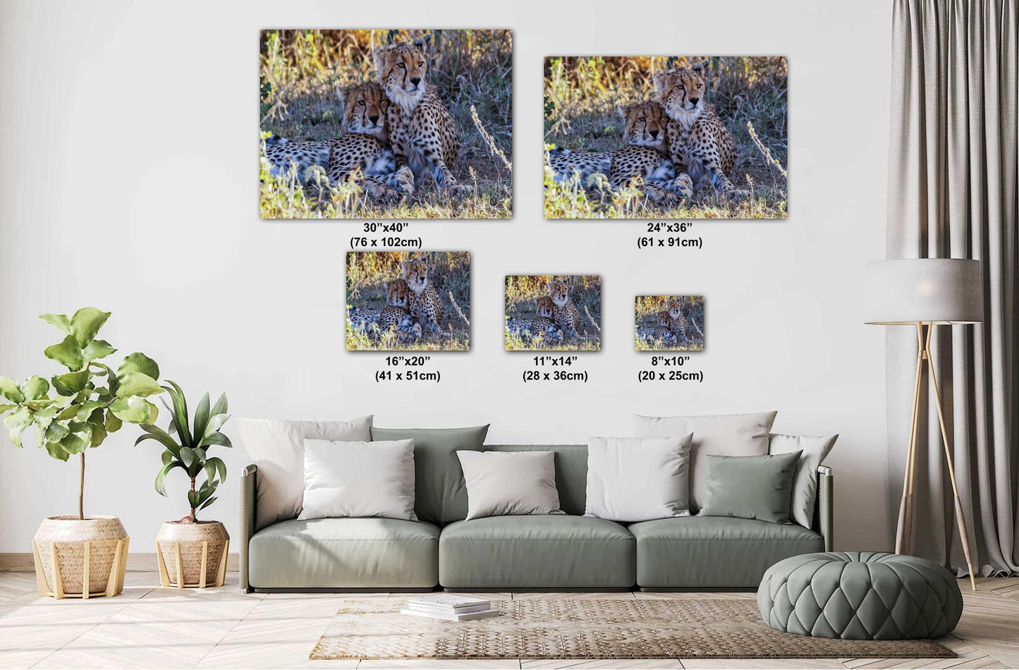 Cheetahs relaxing from the heat in Amboselli Africa Kenya national park canvas print metal print wall art
