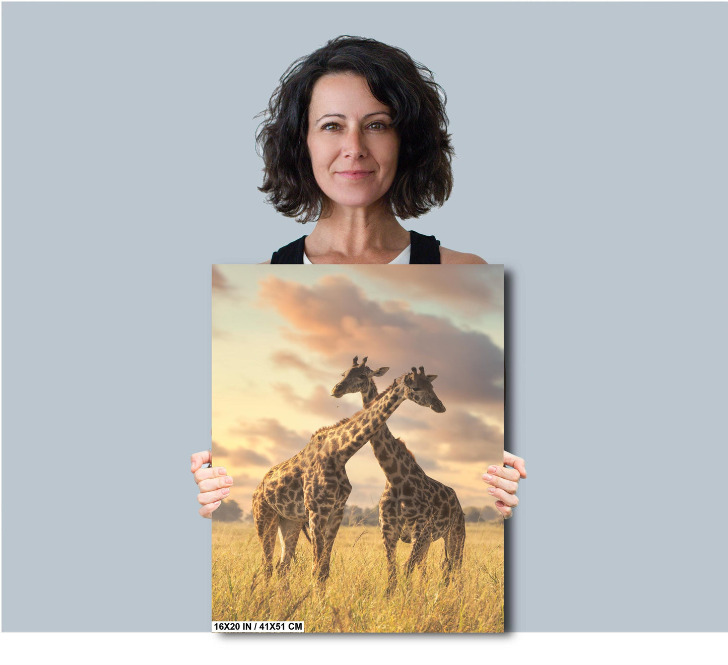 Hugging giraffe's at sunset Amboselli Park Kenya Africa bright color poster canvas print metal print Safari nature photography