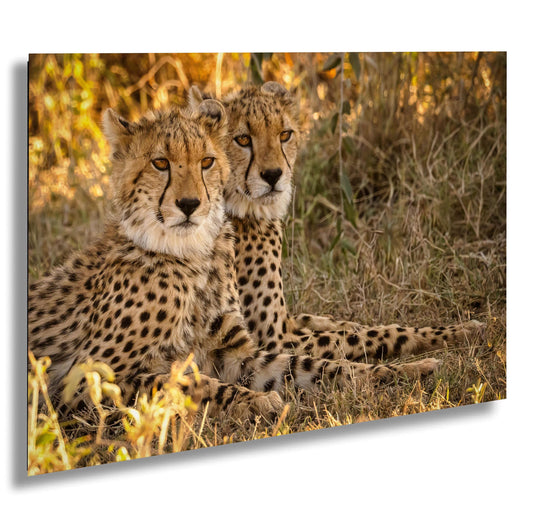 Kenya Safari Art Print – Cheetah Canvas Print | Luxury Wildlife Decor