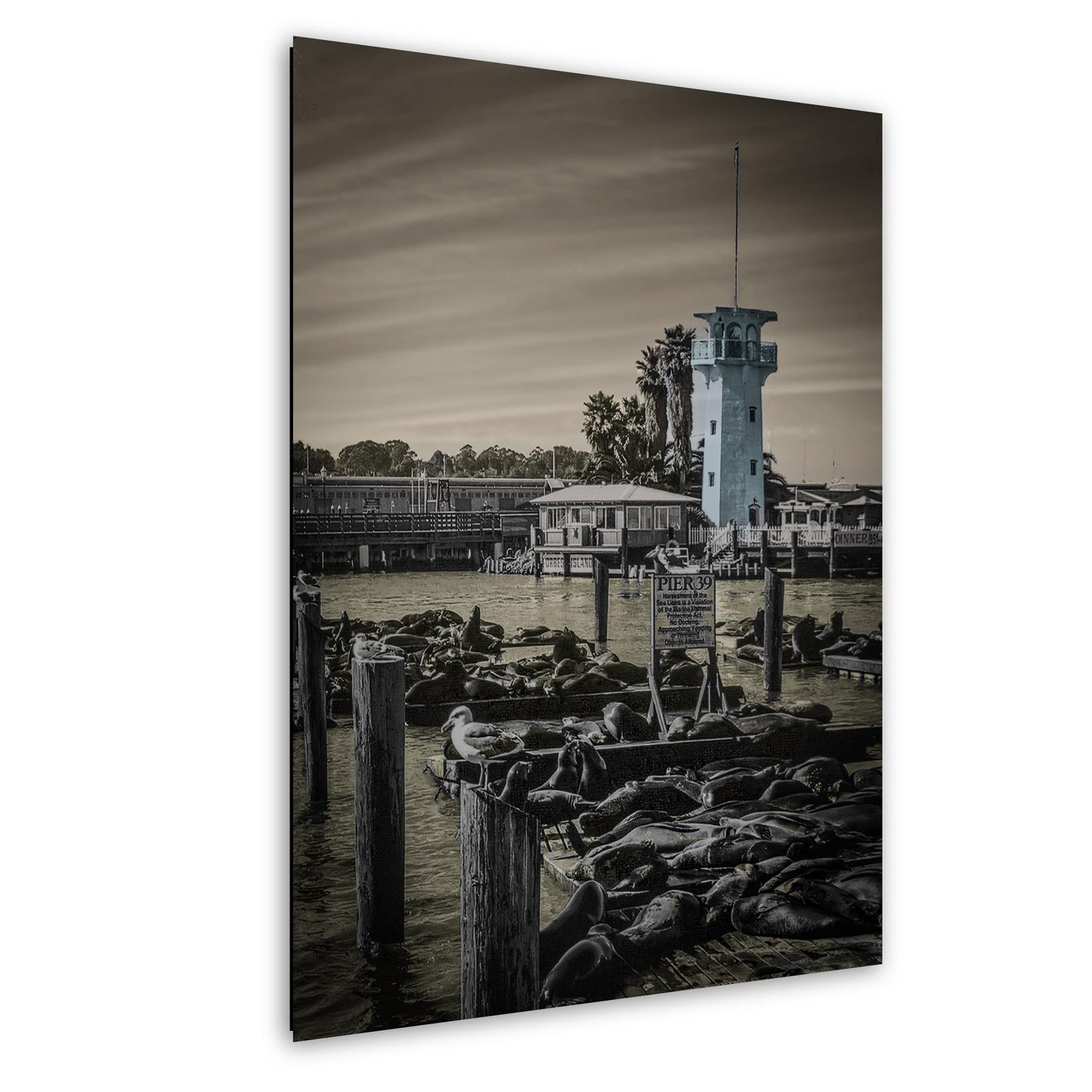 Pier 39 Sea Lions – San Francisco Bay Coastal Wildlife Glossy Photo Print