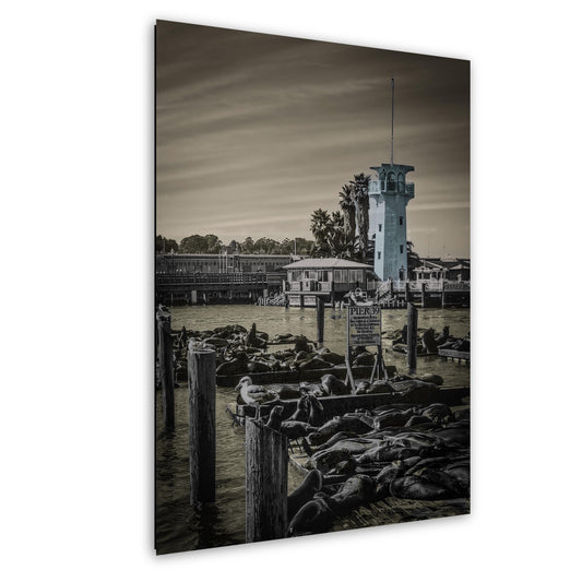 Pier 39 Sea Lions – San Francisco Bay Coastal Wildlife Glossy Photo Print