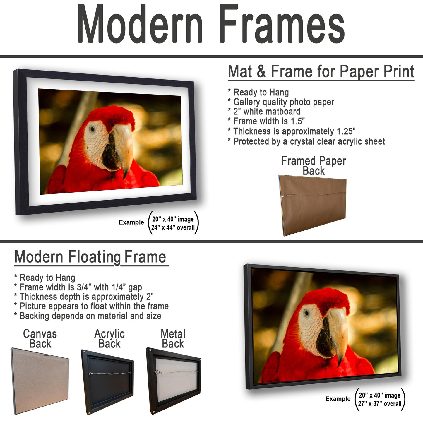 Scarlet Macaw, Close-Up Bird Portrait | Honduras Wildlife, Caribbean Parrot | Glossy Photo, Canvas | 8x10–16x20