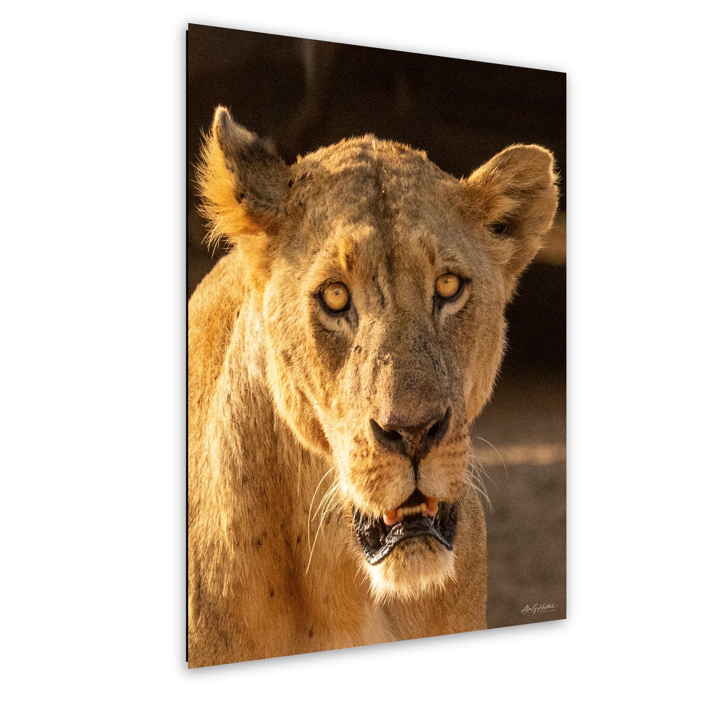 Lioness Safari Art, Scarred Big Cat Portrait - Nairobi Park Photograph, Fine Prints, Metal Canvas Acrylic