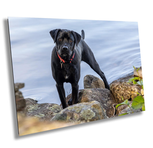 Modern Dog Wall Art - Black Lab River Scene | Acrylic Pet Canvas Print