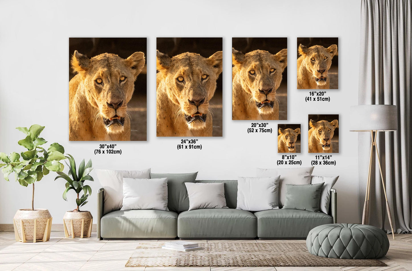 Lioness Safari Art, Scarred Big Cat Portrait - Nairobi Park Photograph, Fine Prints, Metal Canvas Acrylic