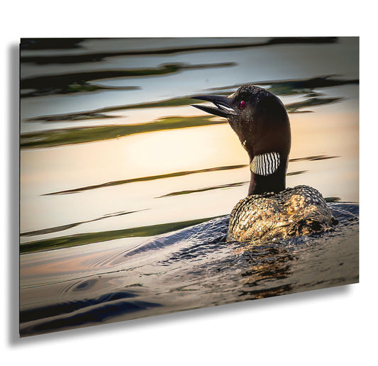 Loon on Orange lake at sunset. Color Hudson Valley  metal print canvas print acrylic print wall art for nature and wildlife lovers