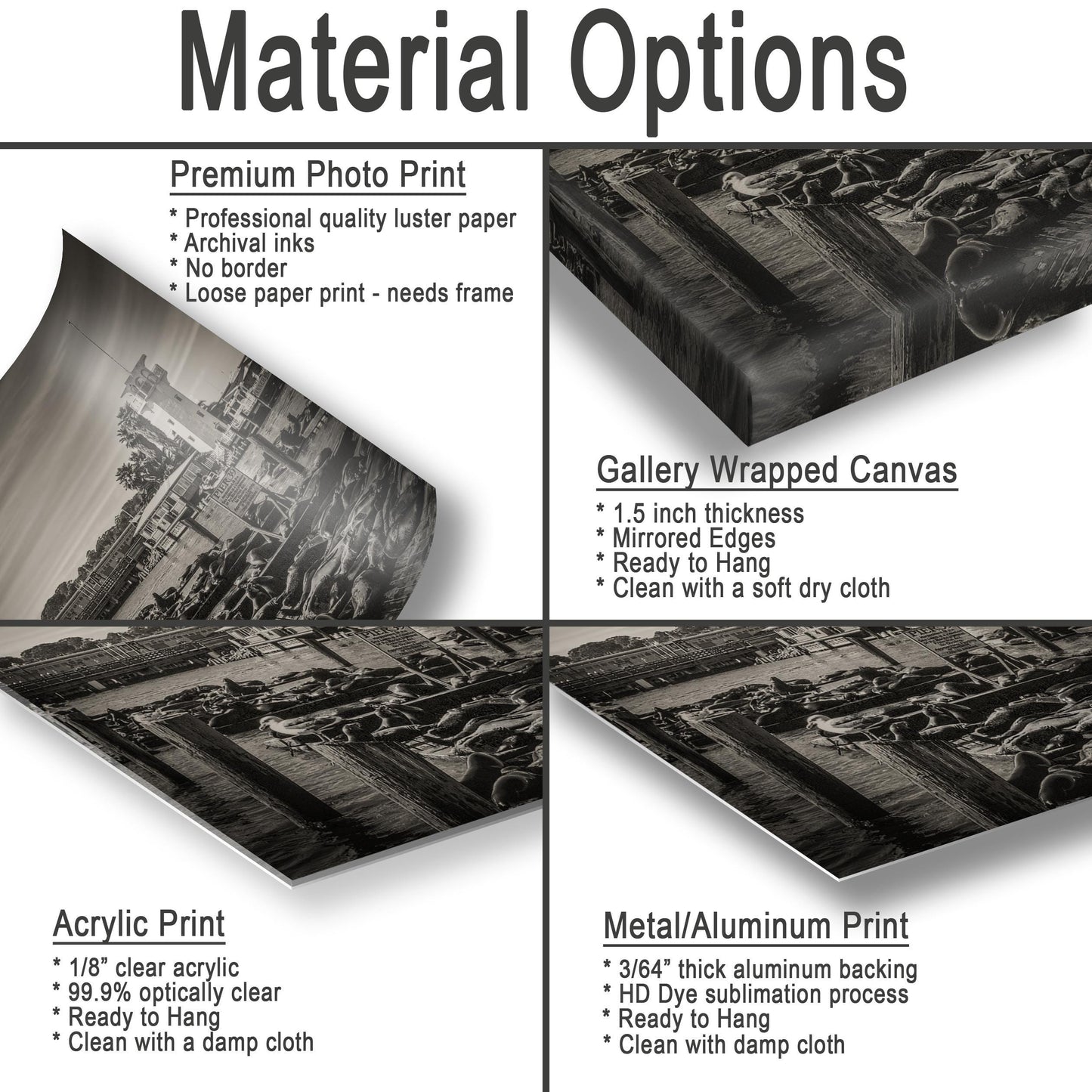 Pier 39 Sea Lions - Historic Pier 39 Coastal Wildlife Photo Print