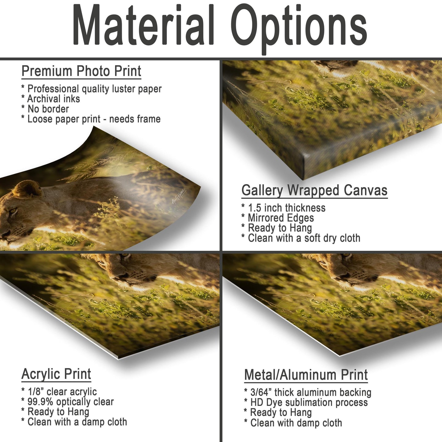 Lioness Art Print – Majestic Kenya Safari Photography | Wildlife Canvas Art