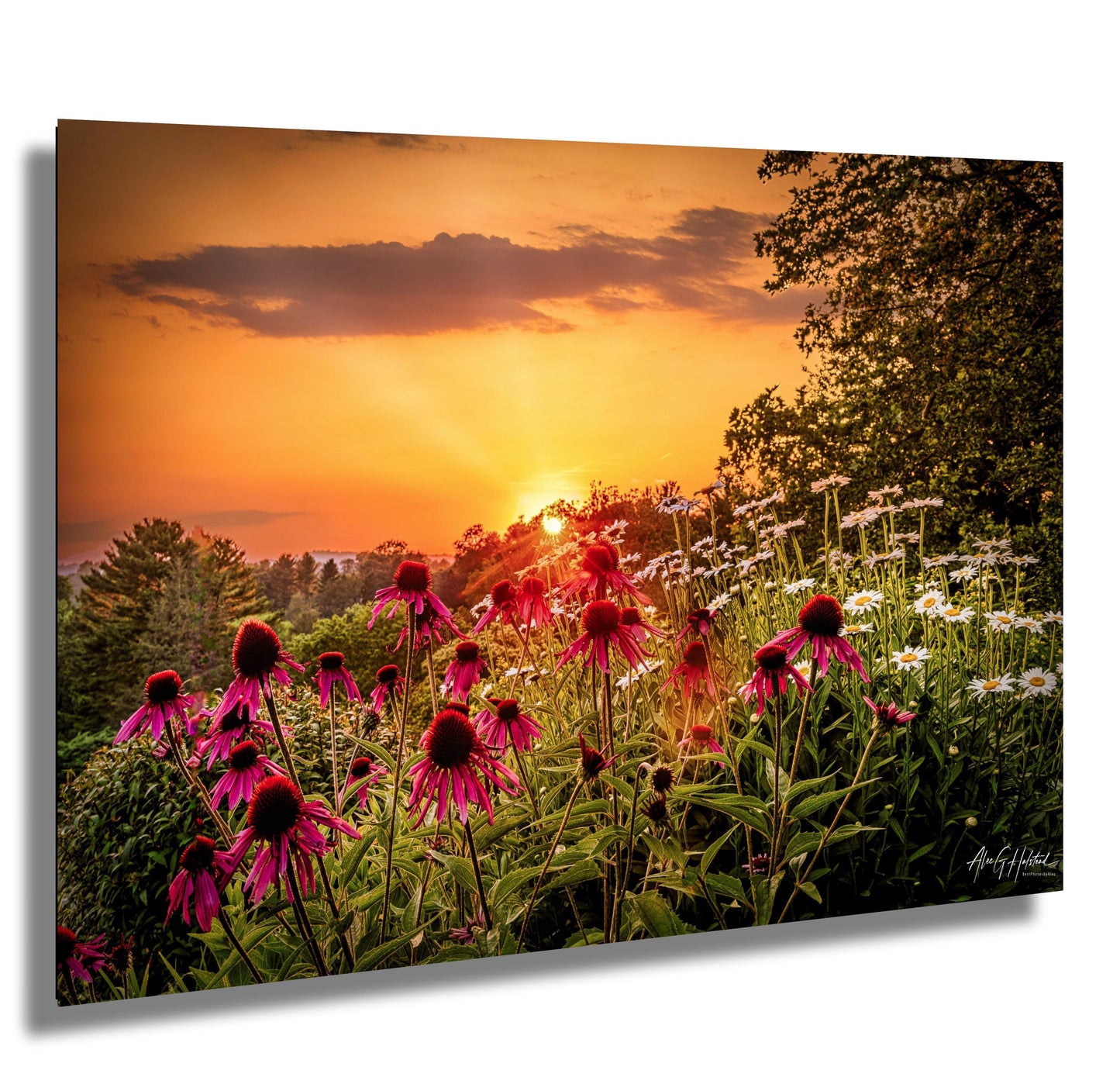 Sunset Flowers Canvas Print - Vibrant Wildflower Wall Art | Ready to Hang Nature Decor