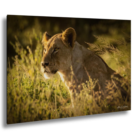Lioness Art Print – Majestic Kenya Safari Photography | Wildlife Canvas Art