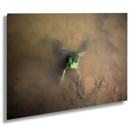 Have you ever felt like you are being watched? The frog at Little Pond. color poster canvas print metal print hudson valley photography