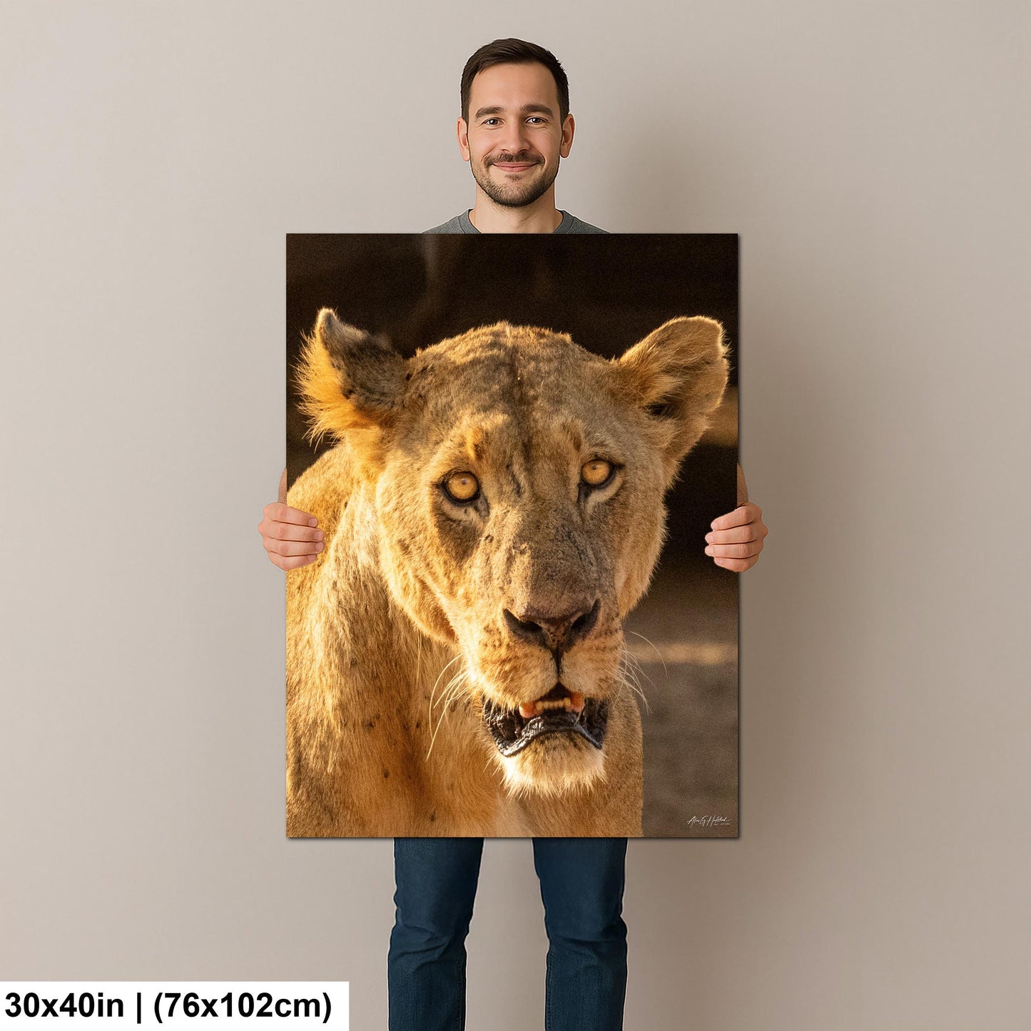 Lioness Safari Art, Scarred Big Cat Portrait - Nairobi Park Photograph, Fine Prints, Metal Canvas Acrylic