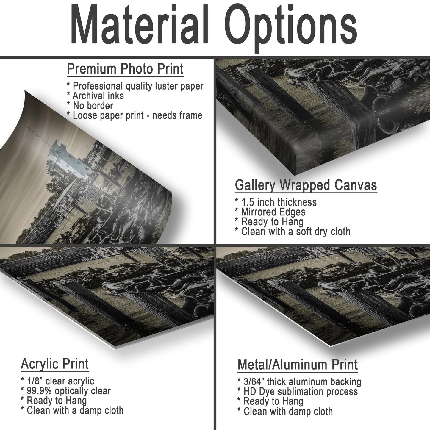 Pier 39 Sea Lions – San Francisco Bay Coastal Wildlife Glossy Photo Print