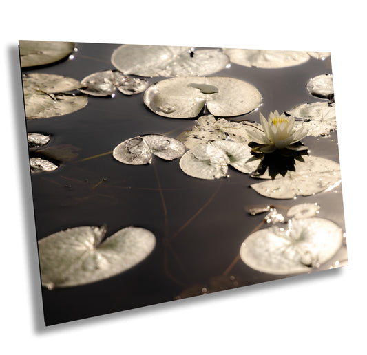 Water Lilies Wall Art - Adirondack Lake Decor | Ready to Hang Nature Canvas Print