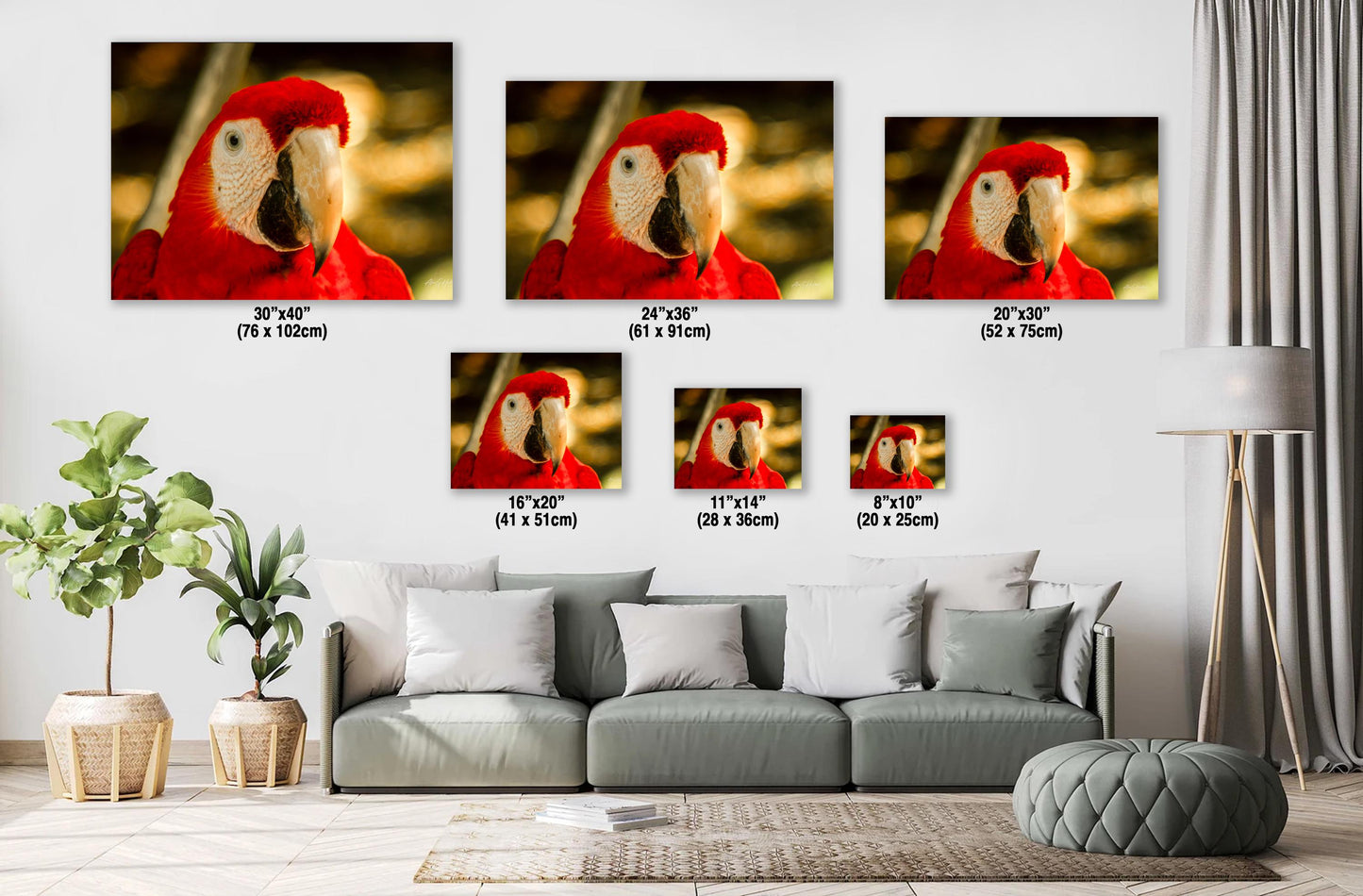 Scarlet Macaw, Close-Up Bird Portrait | Honduras Wildlife, Caribbean Parrot | Glossy Photo, Canvas | 8x10–16x20