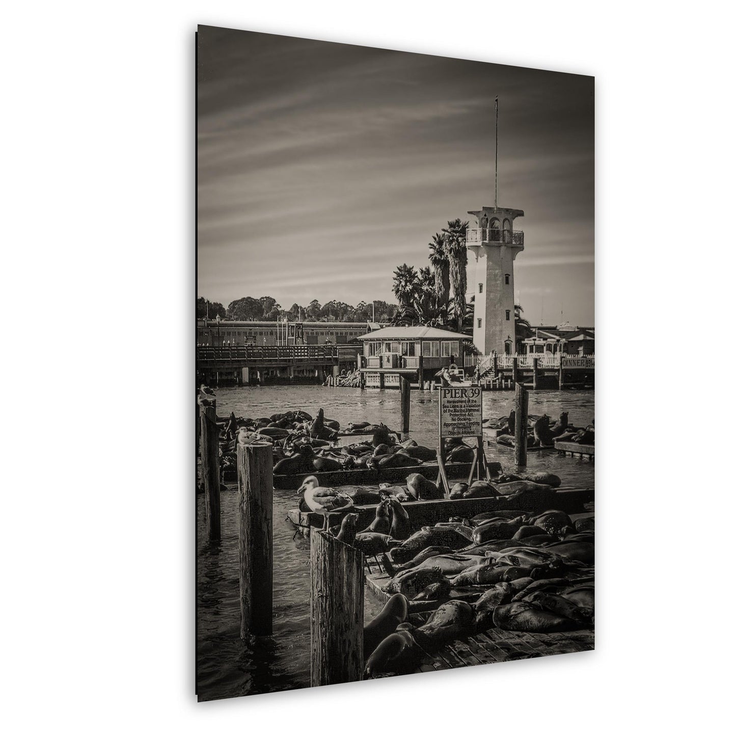 Pier 39 Sea Lions - Historic Pier 39 Coastal Wildlife Photo Print