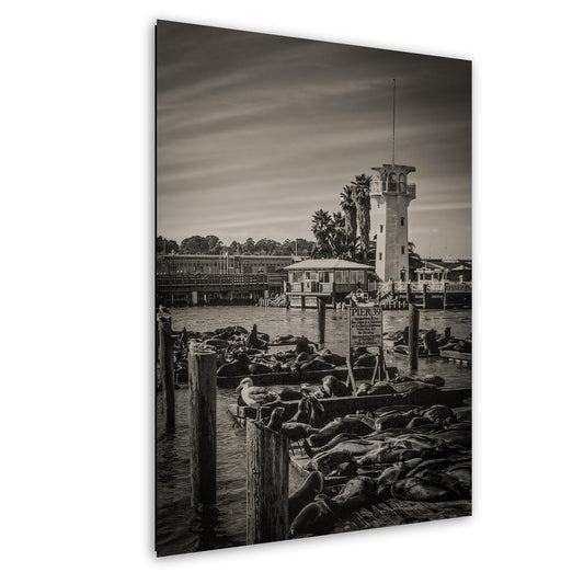 Pier 39 Sea Lions - Historic Pier 39 Coastal Wildlife Photo Print