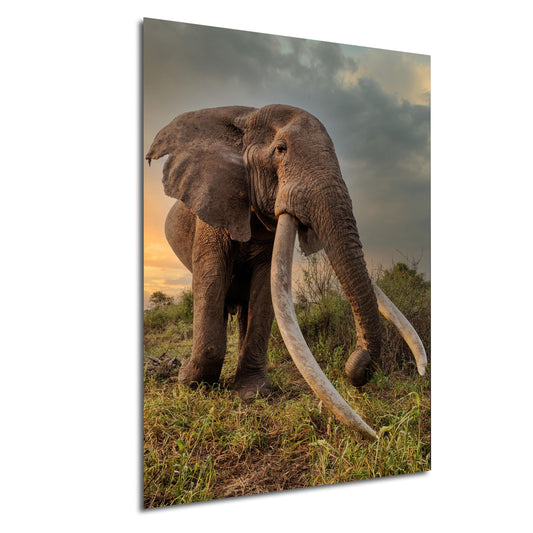 Elephant Canvas Print – Big Tusker Elephant Portrait | Amboseli Park Wildlife Wall Art