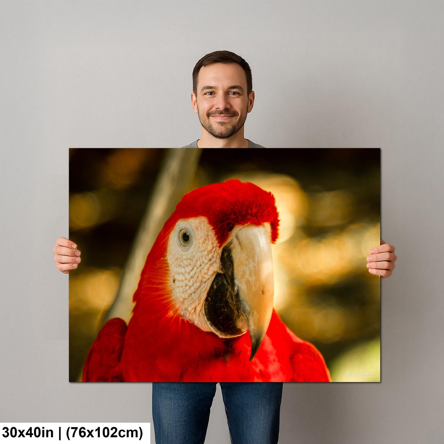 Scarlet Macaw, Close-Up Bird Portrait | Honduras Wildlife, Caribbean Parrot | Glossy Photo, Canvas | 8x10–16x20