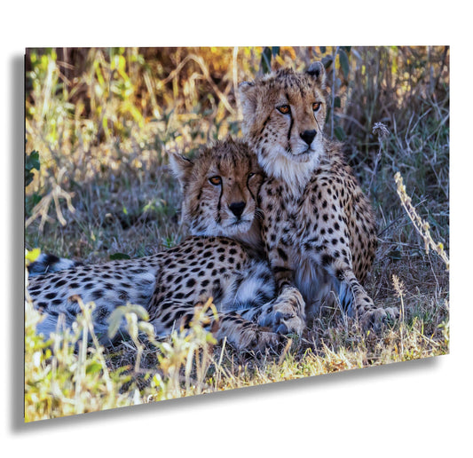 Cheetahs relaxing from the heat in Amboselli Africa Kenya national park canvas print metal print wall art