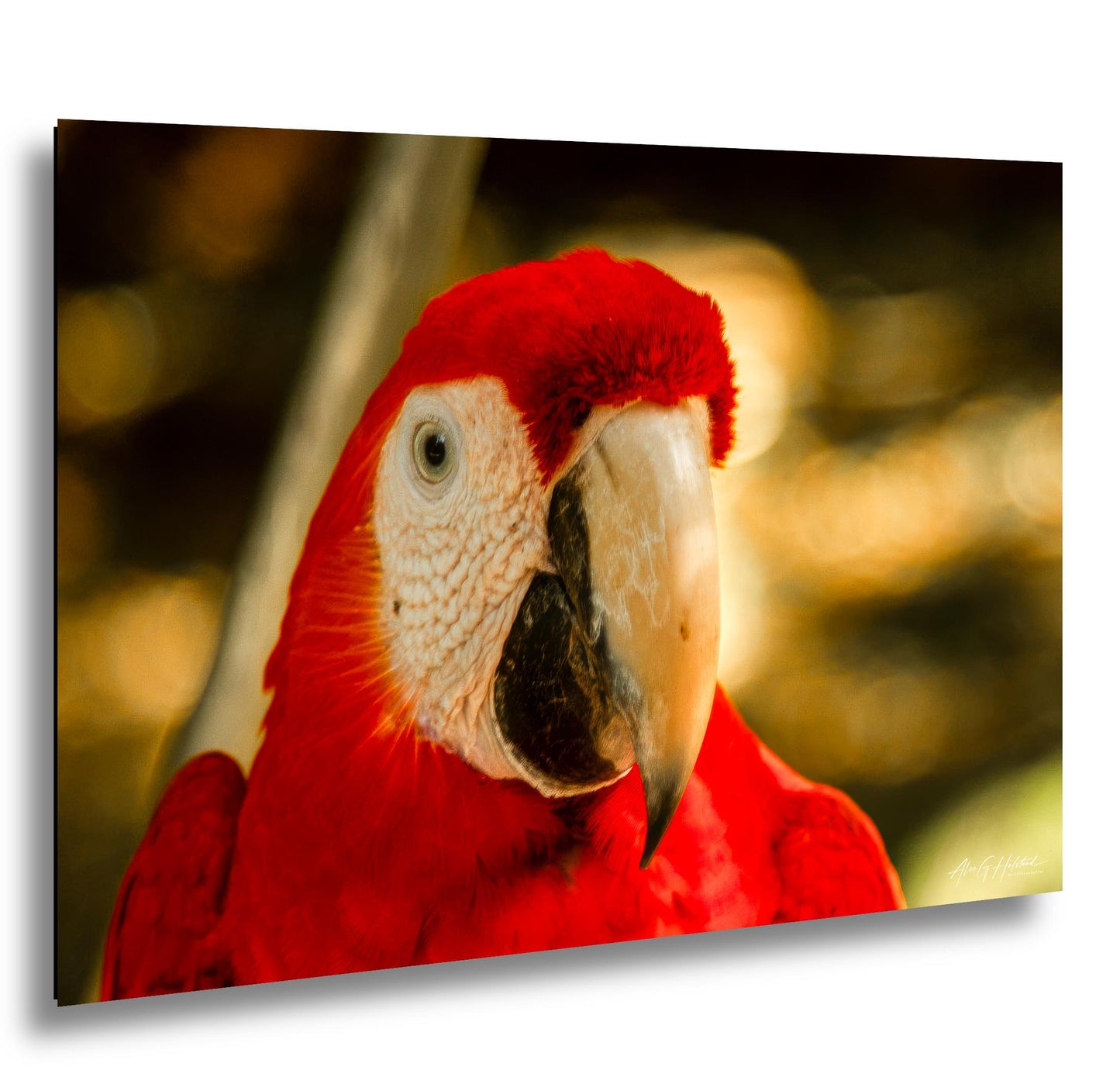 Scarlet Macaw, Close-Up Bird Portrait | Honduras Wildlife, Caribbean Parrot | Glossy Photo, Canvas | 8x10–16x20