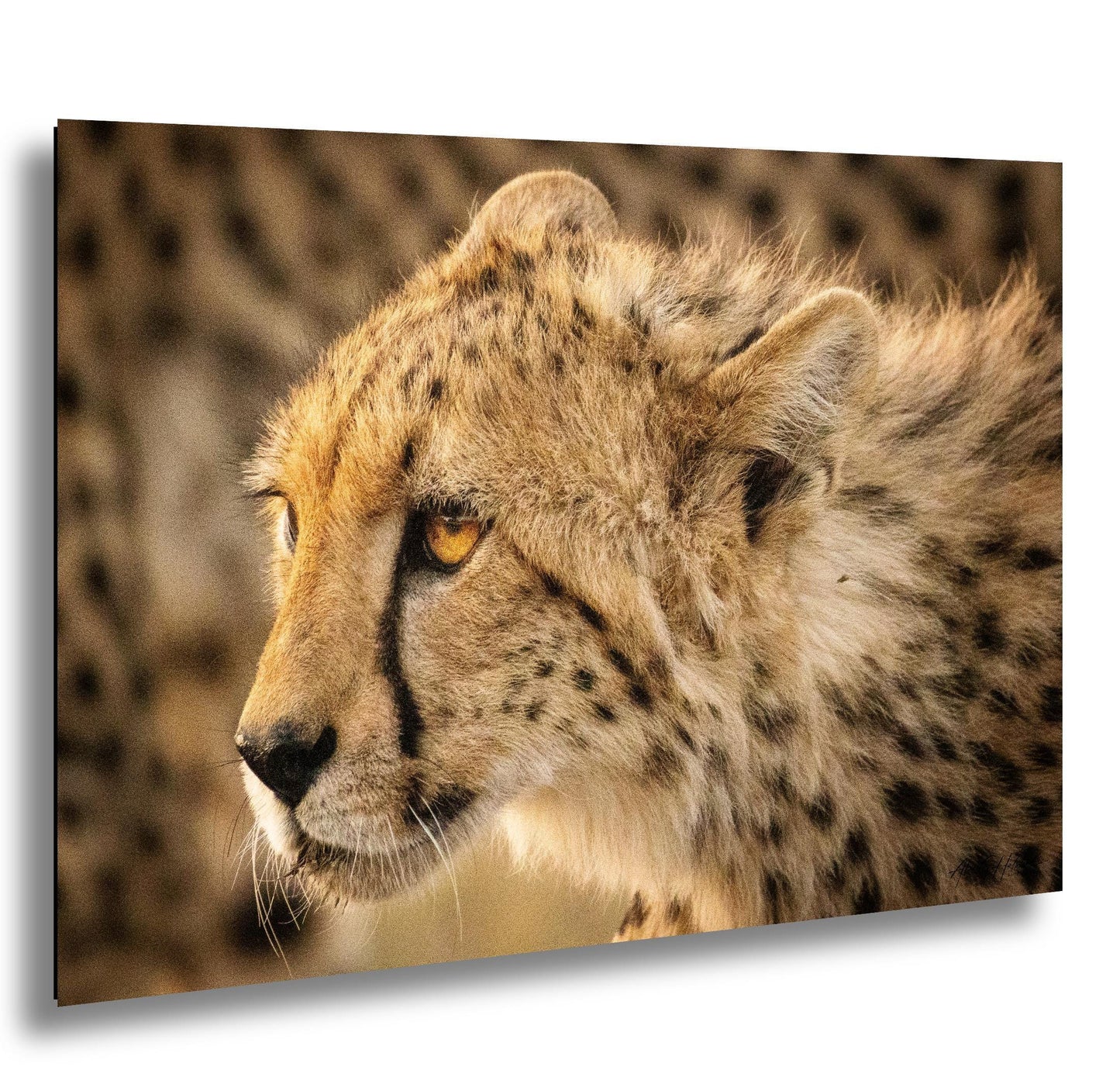 Cheetah Print – African Wildlife Art | Masai Mara Wall Decor Featuring Tear Marks