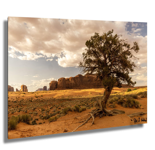 Desert tree amongst the buttes  Monument Valley wall art canvas acrylic and metal prints