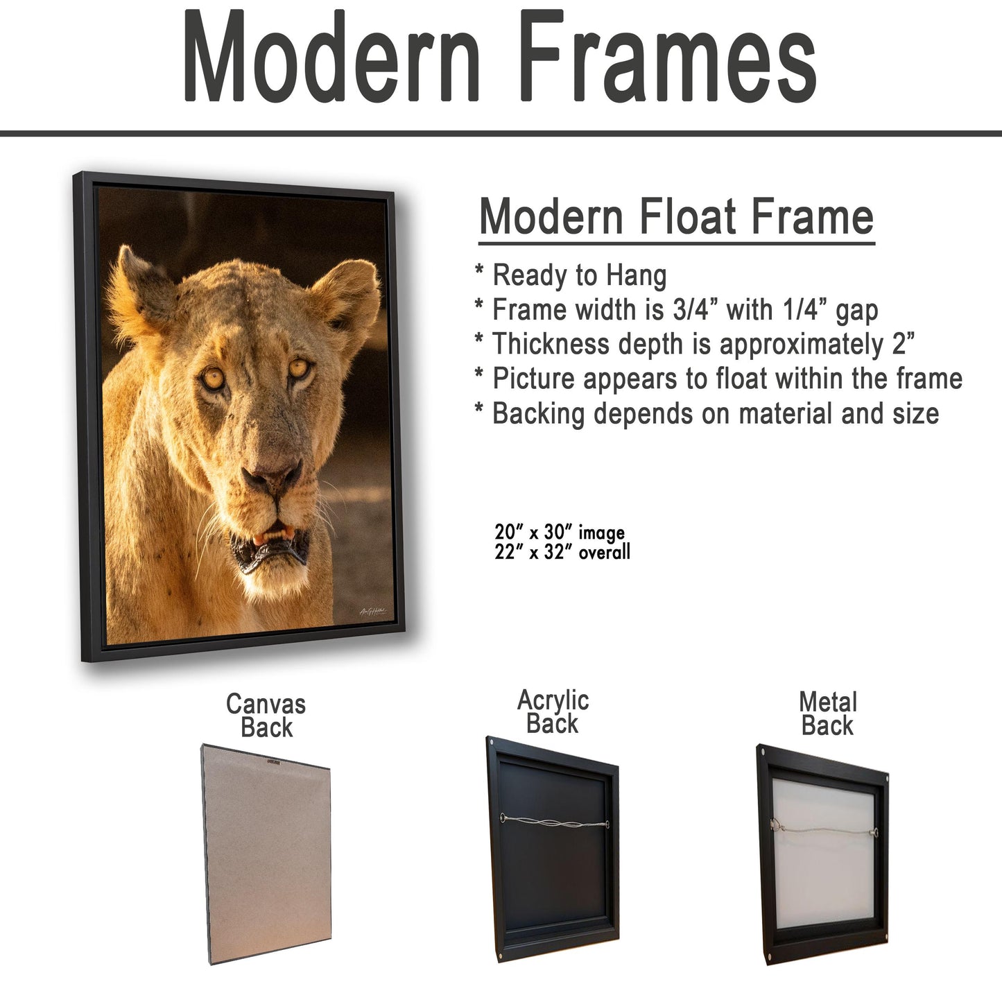 Lioness Safari Art, Scarred Big Cat Portrait - Nairobi Park Photograph, Fine Prints, Metal Canvas Acrylic