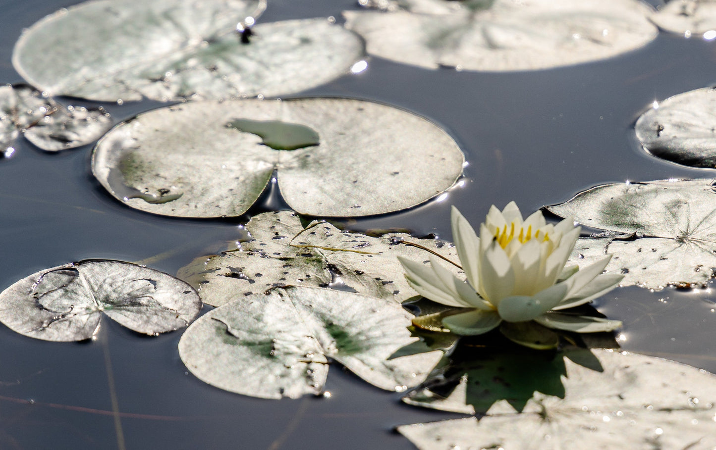 Water lillies on Chateaugay Lake water reflection flowers colors metal print canvas print outdoor wall art