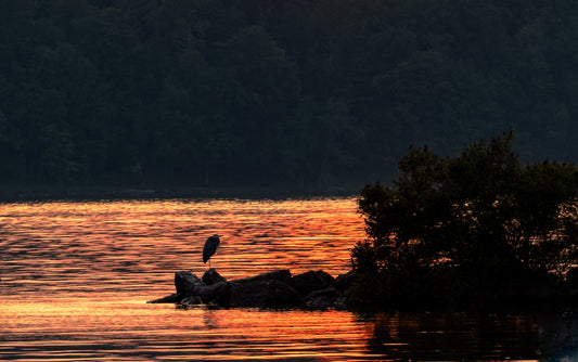 Blue Heron at sunset on the Hudson canvas print wall art metal acrylic