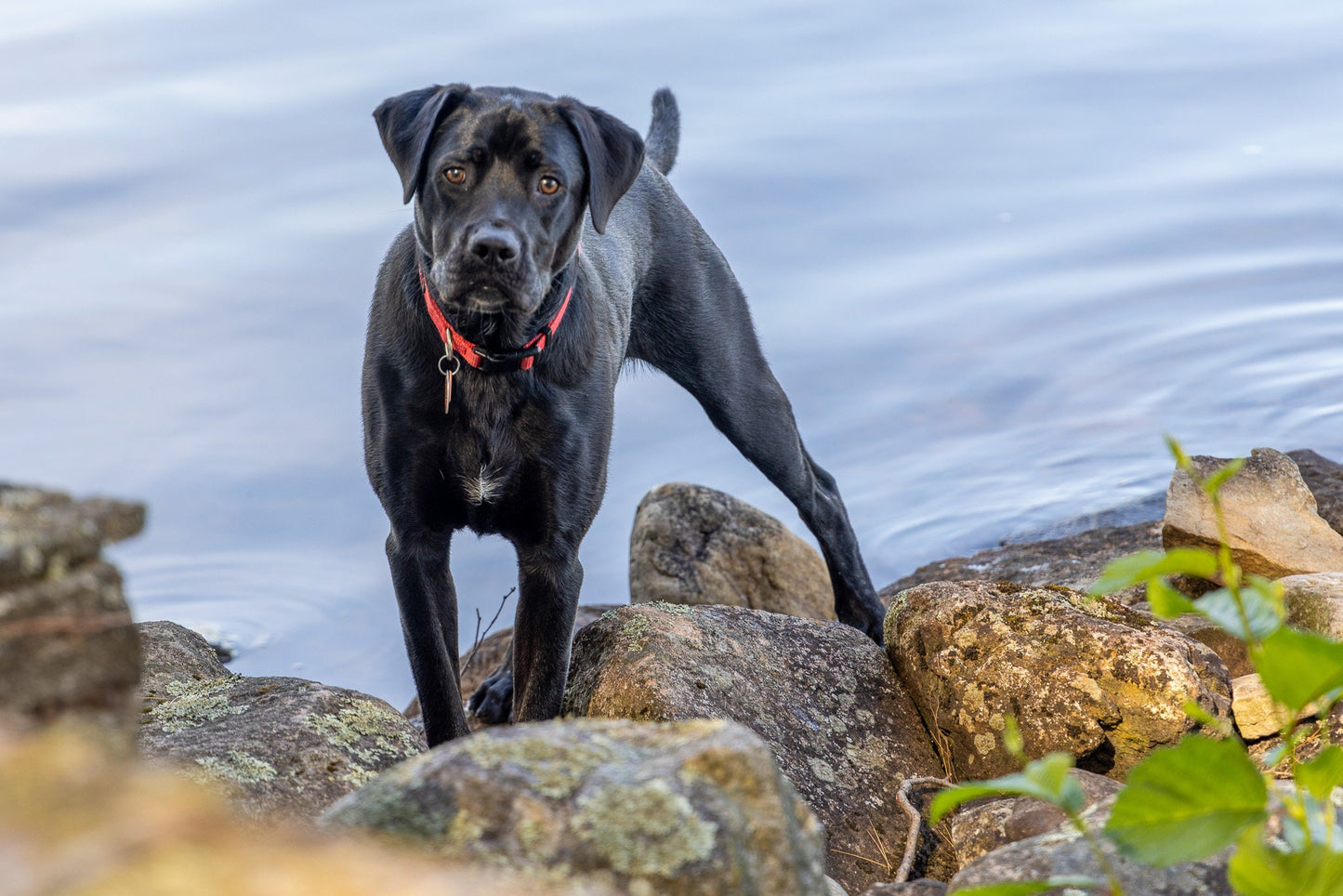 Dog by the river. Color Hudson river metal print canvas print acrylic print wall art for dog lovers