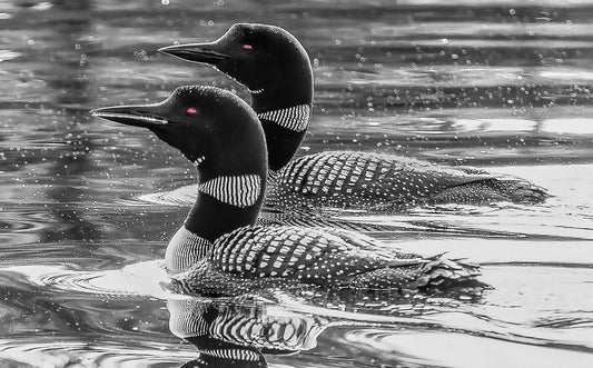 Loons on the Lake. Color HudsonValley  metal print canvas print acrylic print wall art for nature and wildlife lovers